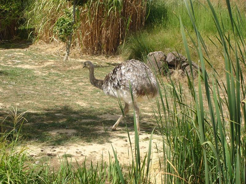 Parc des oiseaux (24)